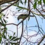 Thumbnail for File:Noisy miner in Acacia melanoxylon 7th Brigade Park Chermside P1200797.jpg