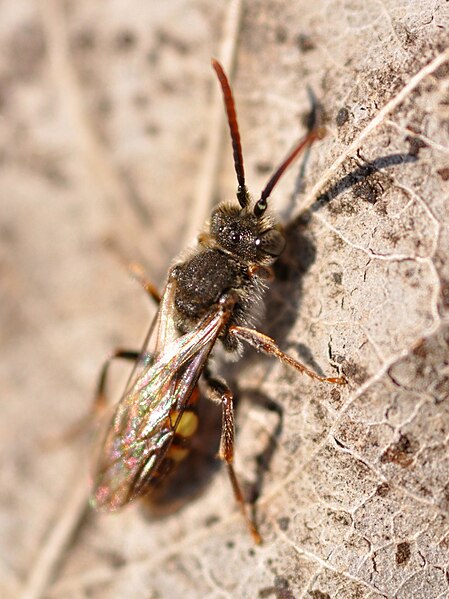 File:Nomada ferruginata m1.JPG