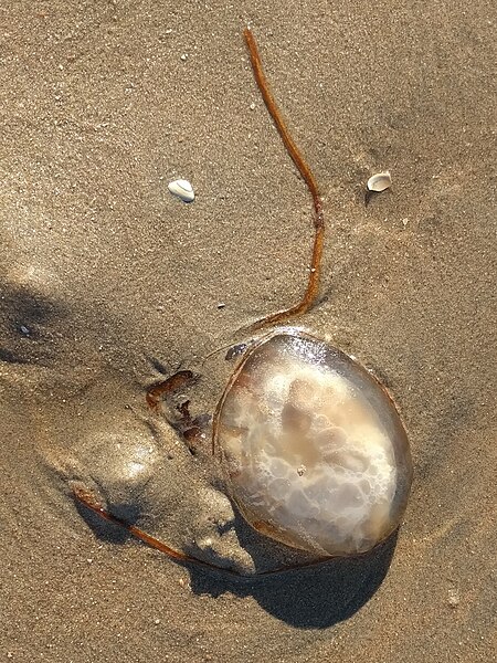 File:Noordwijk aan Zee- Kompaskwal (Chrysaora hysoscella).jpg