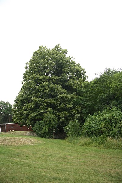 File:North view of Lípa pod Mohelenskou stepí near Mohelno, Třebíč District.jpg