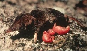 Beskrivelse af billedet Northern water shrew with young.jpg.