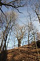 Čeština: Dub letní, (Quercus robur), památný strom č. 103183 dle AOPK na zahradě mateřské školy v Nových Hradech, okres České Budějovice. English: Oak tree (Quercus robur), famous tree in Nové Hrady, České Budějovice District, South Bohemian Region, Czechia.