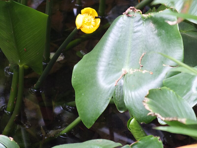 File:Nuphar japonica コウホネ やしろの森公園DSCF8744.JPG