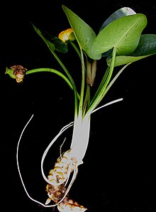 Flowering and fruiting Nuphar variegata specimen Nuphar variegata 15-p.bot-nuphar.vari-002.jpg