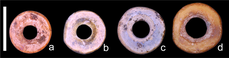 Ostrich eggshell beads showing size differences. Scale bar = 5 mm; (a) Nelson Bay Cave, South Africa; (b) Wonderwerk Cave, South Africa; (c) Magubike Rockshelter, Tanzania; (d) Daumboy 3 Rockshelter, Tanzania OES Holocene Africa - Miller et al 2019.png