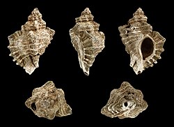 Pliocene shell of the snail Ocenebra erinacea