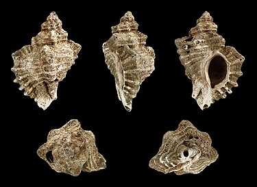 Divers points de vue d'une coquille européenne de mollusques gastéropodes du Pliocène de l'Ocenebra erinacea.