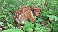 Odocoileus virginianus (white-tailed deer) (Newark, Ohio, USA) 11 (27215712042).jpg