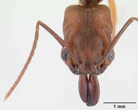 Rough-node snapping ant, Odontomachus ruginodis Odontomachus ruginodis iccdrs0013038 head 1.jpg