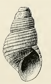 <i>Menestho hypocurta</i> Species of gastropod