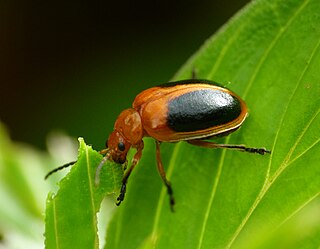 <i>Oides</i> Genus of beetles