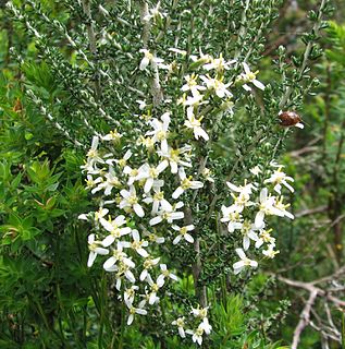 <i>Olearia algida</i>