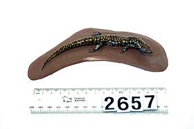 Oligosoma whitakeri, mounted specimen LH2657.jpg