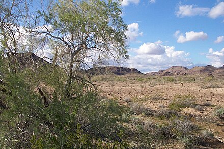 The Sonoran Desert near Yuma