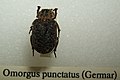 Omorgus punctatus