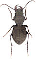 December 22: The tiger beetle Omus dejeanii.