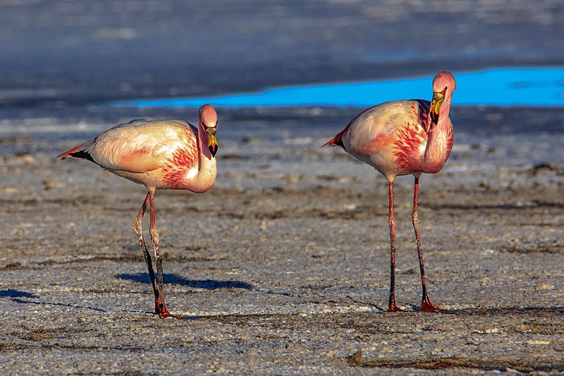 File:On and around Bolivias' Salar de Uyuni - Puna Flamingoes (Phoenicoparrus jamesi) (I think?) - (24210830524).jpg