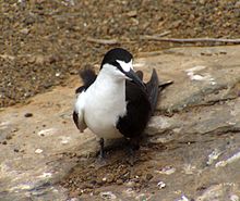 Onychoprion fuscatus Ascension Island 1.jpg