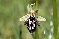 The Ophrys cretica orchid.