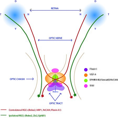 Tập_tin:Optic_chiasm_development.jpg