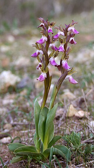 <i>Anacamptis collina</i> Species of flowering plant