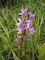 Orchis mascula