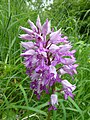 Orchis militaris Germany - Forchheim (bei Karlsruhe)