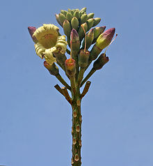 Oroxylum indicum W IMG 3170.jpg