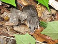 Michoacan deer mouse