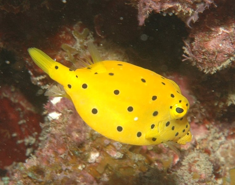 File:Ostracion cubicus (juvenile).jpg