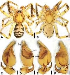 Description de l'image Otacilia bijiashanica (10.3897-zookeys.947.51175) Figure 9.jpg.