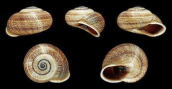 Otala punctata (Freckled Edible Snail), Shell