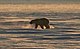 Fotografia colorida de um urso polar.