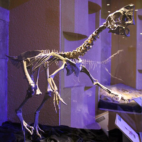 File:Oviraptorosauria skeleton.jpg