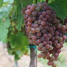 Pálava Grape Cluster in South Moravia.jpg