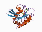 PDB 1clu EBI.jpg