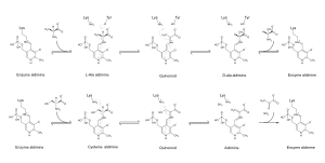 PLP mechanism.svg