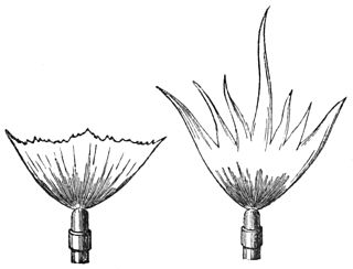 <span class="mw-page-title-main">Sensitive flame</span>