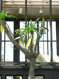 <i>Pachypodium geayi</i> species of plant