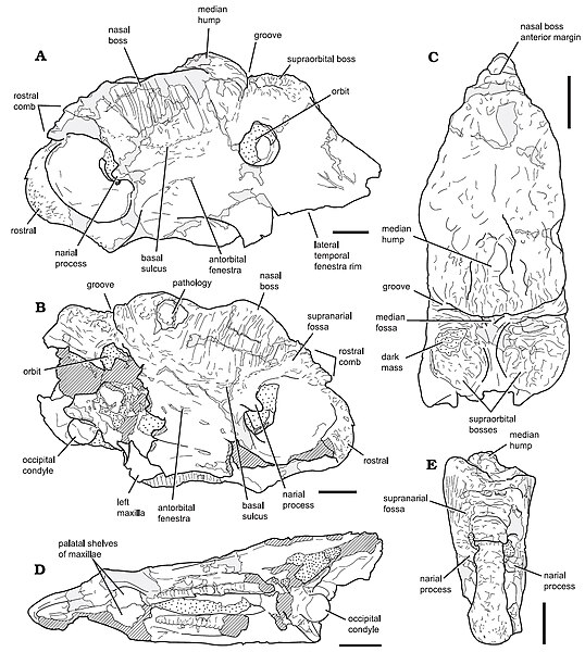 File:Pachyrhinosaurus perotorum skull diagram.jpg