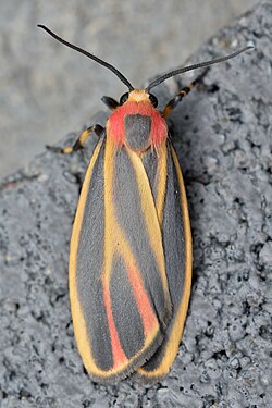 Painted Lichen Moth (Hypoprepia fucosa)
