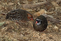 Painted bush quail (Perdicula erythrorhyncha) female (left) and male.jpg