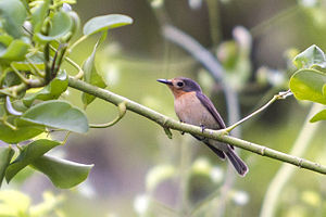 Palau monarch on Koror 2013.