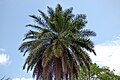 Palma Africana (Elaeis guineensis) - Flickr - Alejandro Bayer.jpg