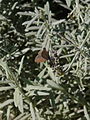 Papallona sobre Lavandula x allardi al jardí botànic vell P1250822.jpg