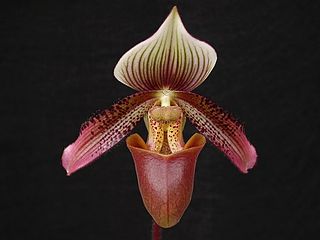 <i>Paphiopedilum ciliolare</i> Species of orchid