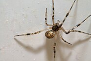 Звичайний хатній павук