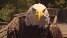 Archivo: Courzieu Animal Park.webm