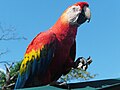 Scarlet macaw (മലയാളം: സ്കാർലെറ്റ് മക്കൌ)