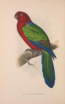 Burung beo di penangkaran (Vol. 3. PL. 06) Merah Bersinar Parrakeet (8528369314).jpg